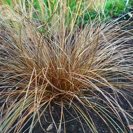 Осока косматая Бронз Форм (Carex comans 'Bronze Form')