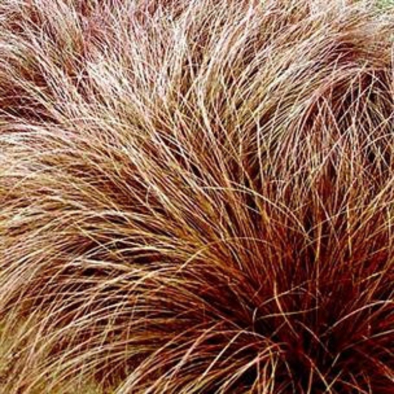 Осока Милк Шоколад (Carex 'Milk Chocolate')