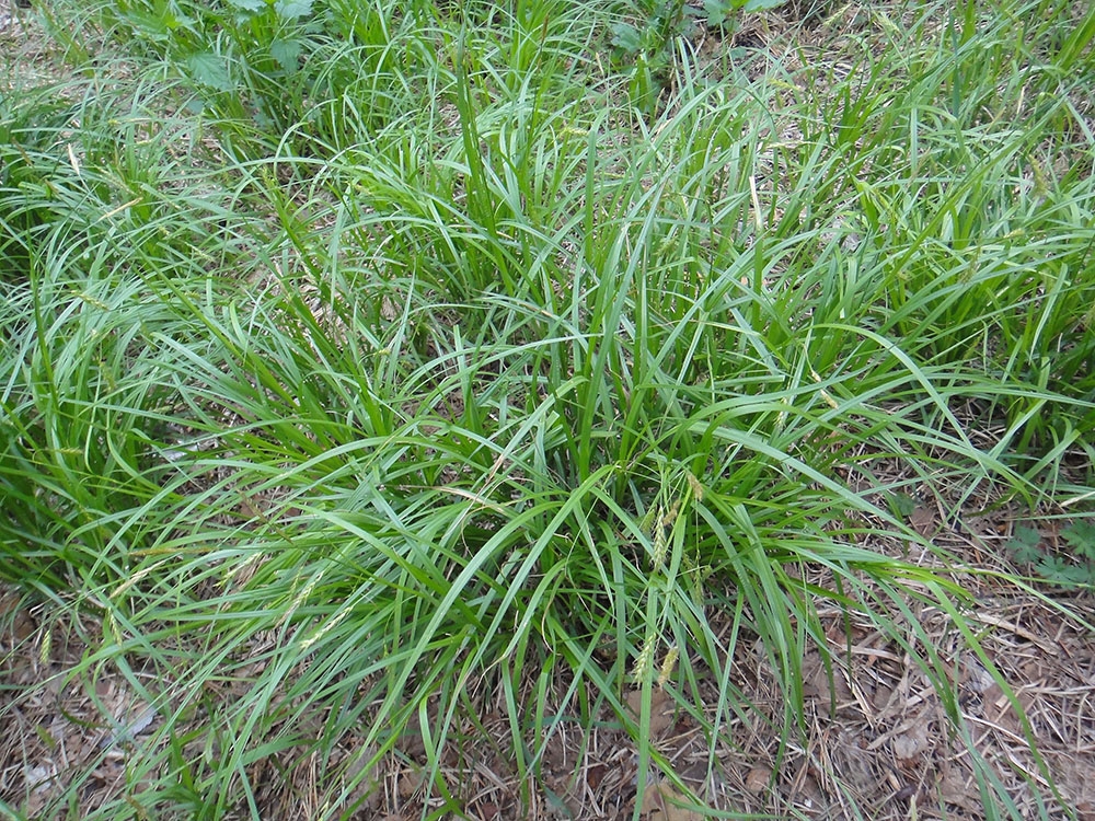 Осока Арнелла Арнелли (Carex arnellii 'Arnellii')