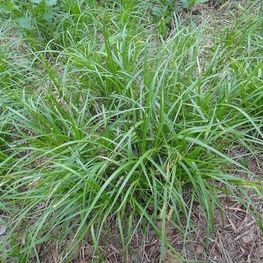 Осока Арнелла Арнелли (Carex arnellii 'Arnellii')