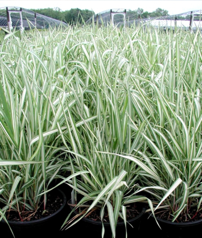 Фалярис тростниковый (Phalaris arundinacea)