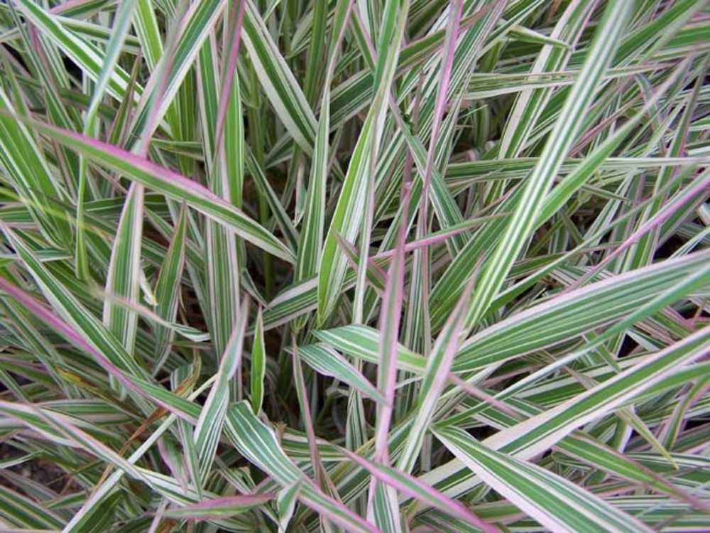 Фалярис тростниковый Триколор (Phalaris arundinacea 'Tricolor')