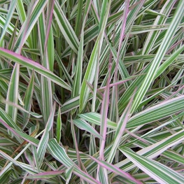 Фалярис тростниковый Триколор (Phalaris arundinacea 'Tricolor')