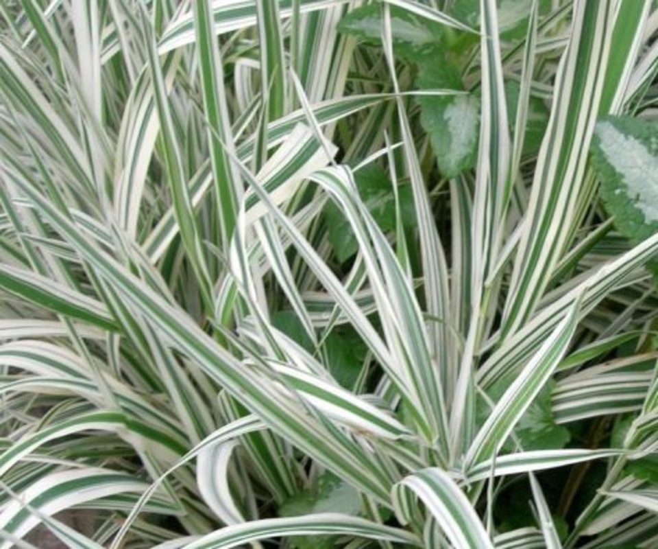 Фалярис тростниковый Физи (Phalaris arundinacea 'Feesey')