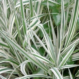 Фалярис тростниковый Физи (Phalaris arundinacea 'Feesey')