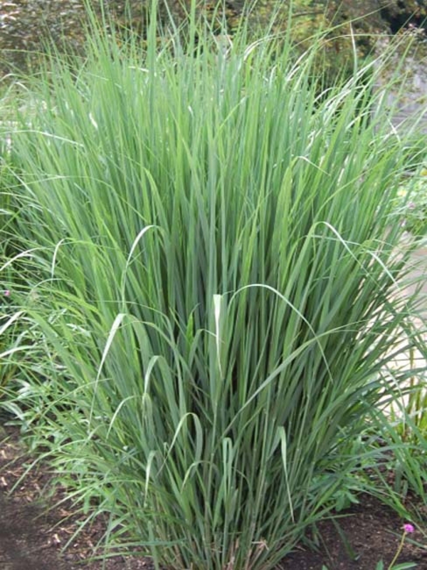 Просо прутьевидное Прейри Скай (Panicum virgatum 'Prairy Sky')