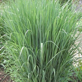 Просо прутьевидное Прейри Скай (Panicum virgatum 'Prairy Sky')