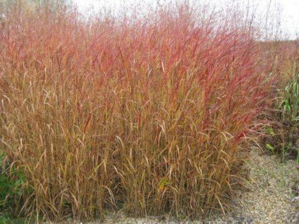 Просо прутьевидное Ротштральбуш (Panicum virgatum 'Rotstrahlbusch')