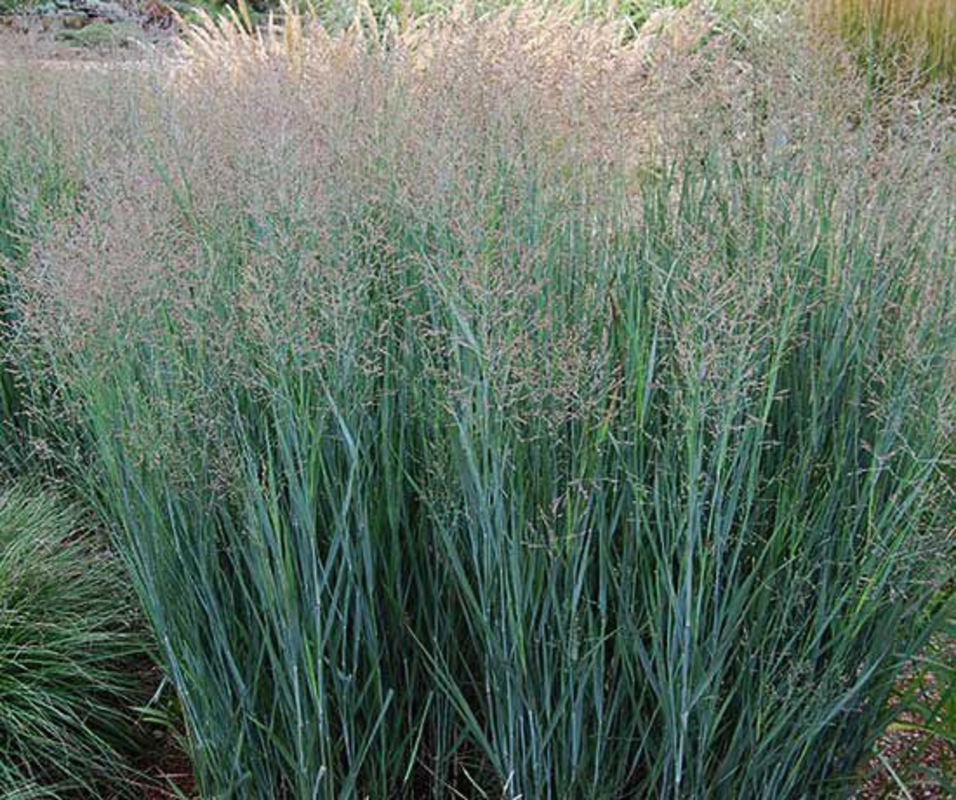 Просо прутьевидное Хеви Метал (Panicum virgatum 'Heavy Metal')