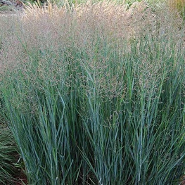 Просо прутьевидное Хеви Метал (Panicum virgatum 'Heavy Metal')