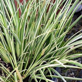 Аир злаковидный Аргентеостриатус (Acorus gramineus 'Argenteostriatus')