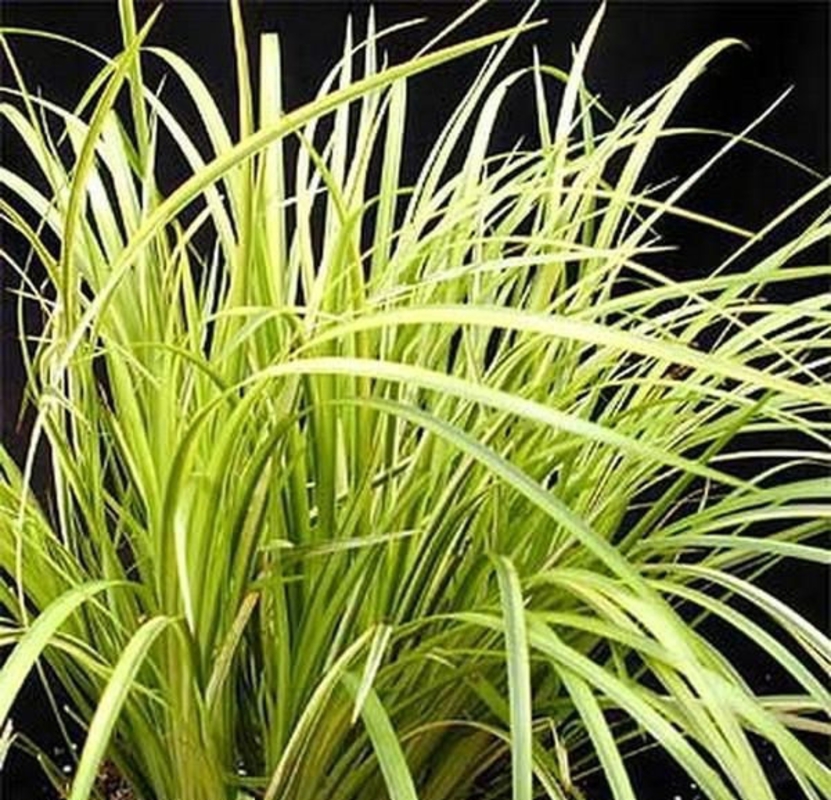 Аир злаковидный Огон (Acorus gramineus 'Ogon')