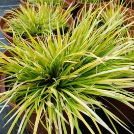 Аир злаковидный Хакуро Нишики (Acorus gramineus 'Hakuro Nishiki')