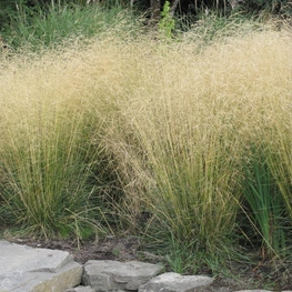 Луговик дернистый (Deschampsia cespitosa)