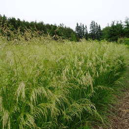 Луговик дернистый Бронзешлейер (Deschampsia cespitosa 'Bronzeschleier')