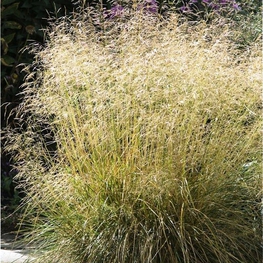 Луговик дернистый Гольдтау (Deschampsia cespitosa 'Goldtau')