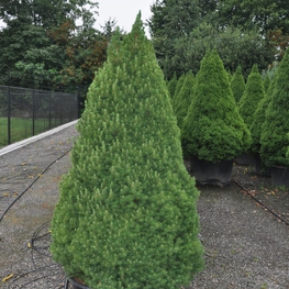 Ель канадская Коника (Picea glauca 'Conica')