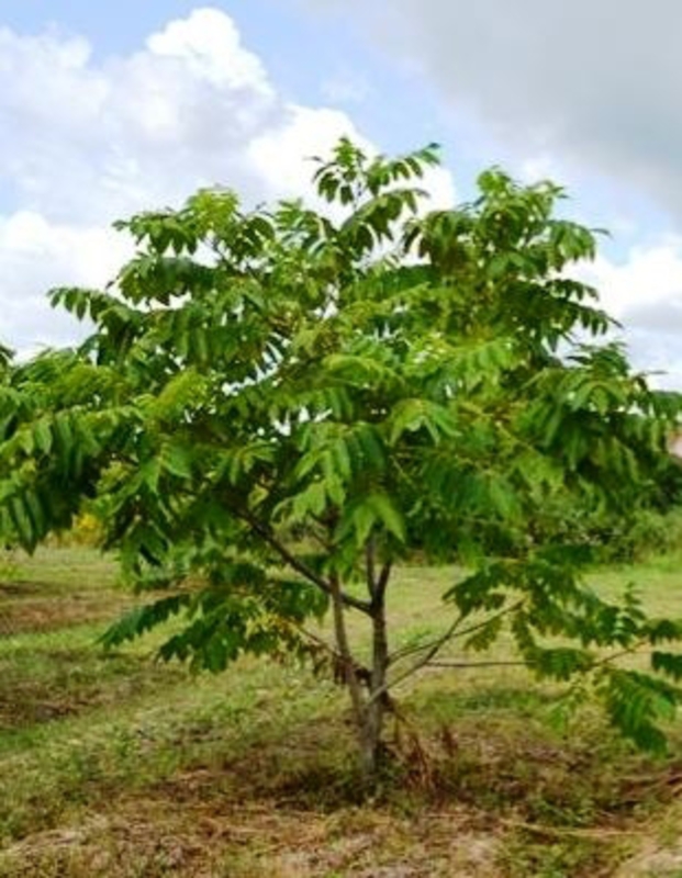 Орех маньчжурский (Juglans mandshurica)