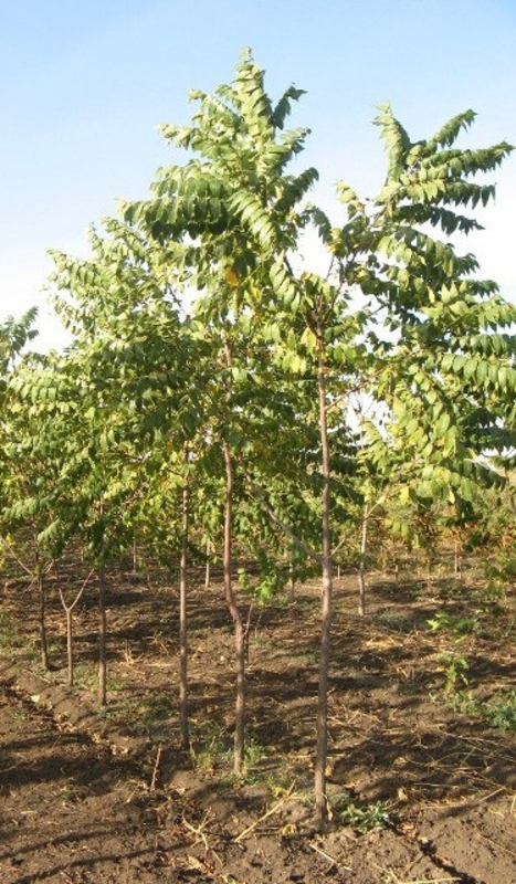 Орех серый (Juglans cinerea)