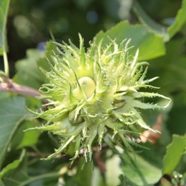 Орех медвежий (Corylus colurna)