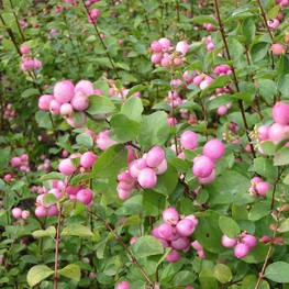 Снежноягодник Мазер оф Пёрл (Symphoricarpos 'Mother of Pearl')