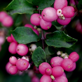 Снежноягодник Мэджик Берри (Symphoricarpos 'Magic Berry')