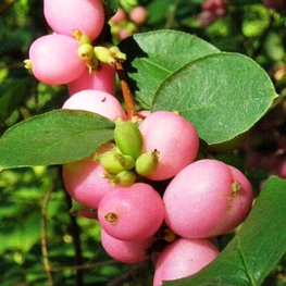 Снежноягодник Мэджикал Кэнди (Symphoricarpos 'Magical Candy')