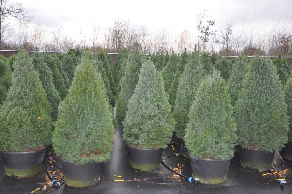 Ель канадская Сандерс Блю (Picea glauca 'Sander\'s Blue')