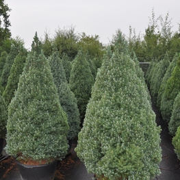 Ель канадская Сандерс Блю (Picea glauca 'Sander\'s Blue')