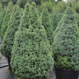 Ель канадская Сандерс Блю (Picea glauca 'Sander\'s Blue')