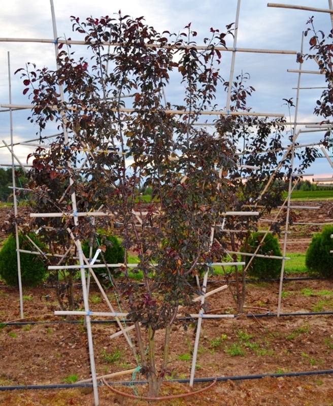 Яблоня гибридная Роялти (Malus x hybrida 'Royalty')