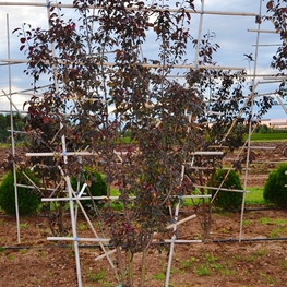 Яблоня гибридная Роялти (Malus x hybrida 'Royalty')