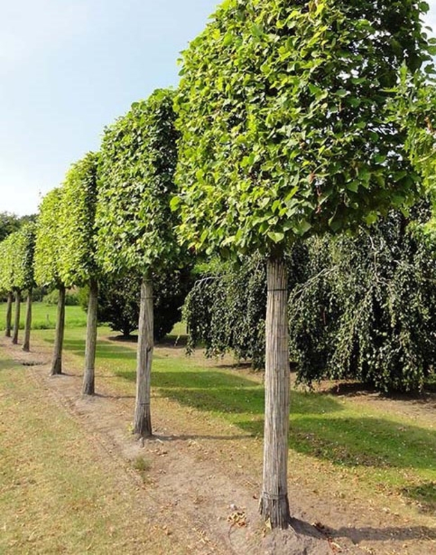 Липа европейская Паллида (Tilia x europaea 'Pallida')