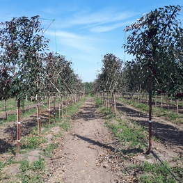Яблоня декоративная Маковецки (Malus 'Makowiecki')