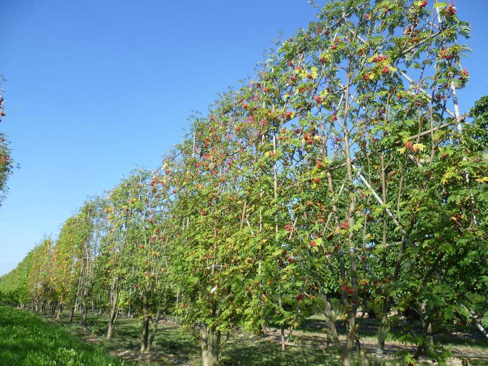 Рябина обыкновенная (Sorbus aucuparia)