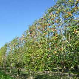 Рябина обыкновенная (Sorbus aucuparia)
