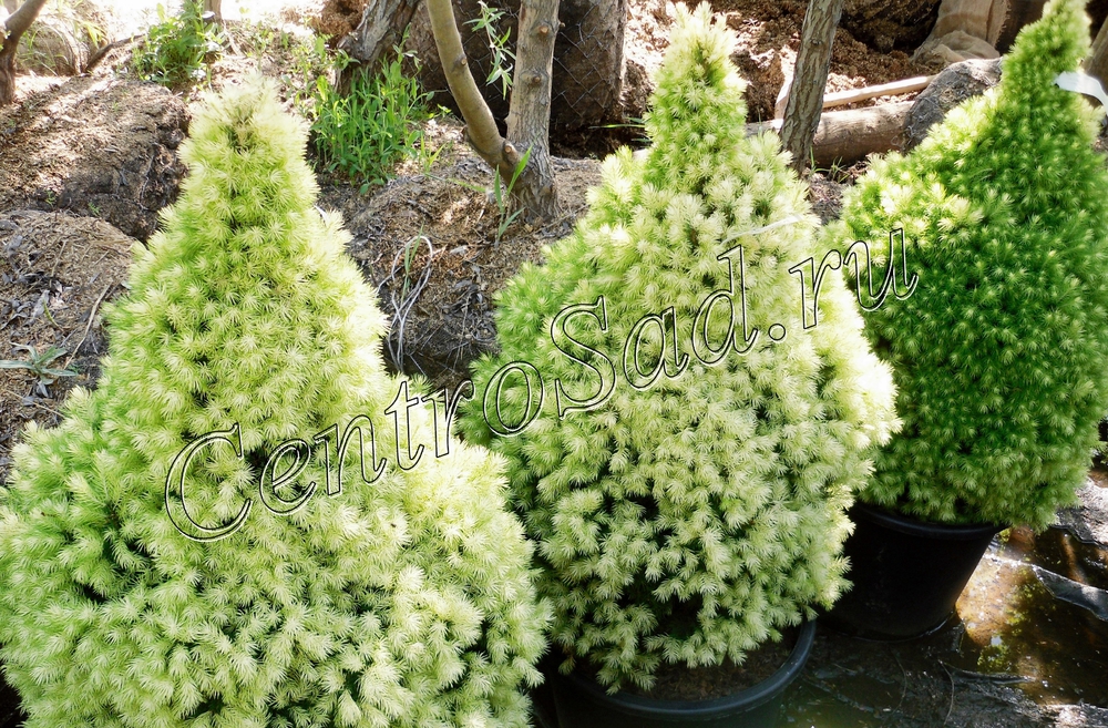 Ель канадская Дейзис Уайт (Picea glauca 'Daisy\'s White')