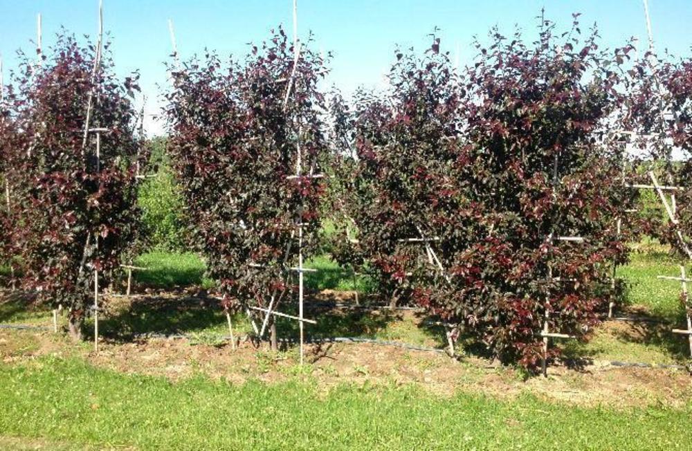 Яблоня гибридная Рудольф (Malus x hybrida 'Rudolph')