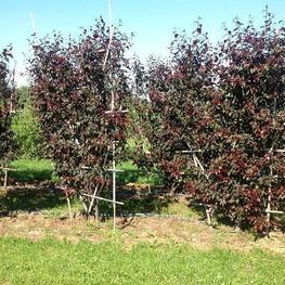 Яблоня гибридная Рудольф (Malus x hybrida 'Rudolph')