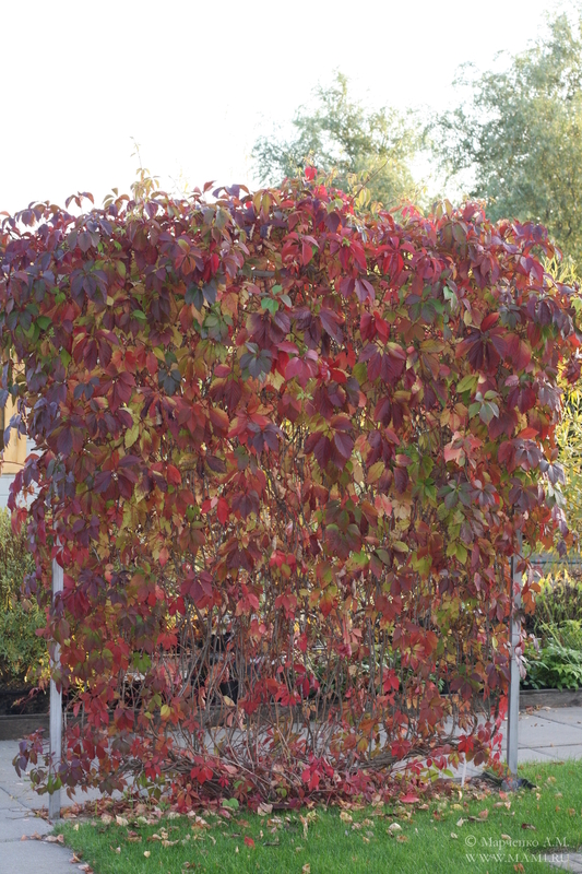 Виноград девичий (Parthenocissus quinquefolia)