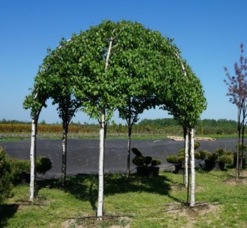 Береза повислая (Betula pendula)