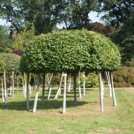 Липа мелколистная (Tilia cordata)