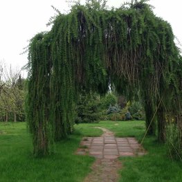 Лиственница европейская (Larix decidua)