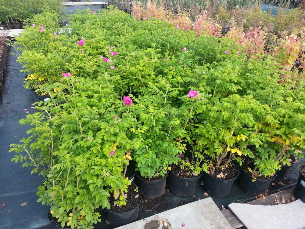 Роза морщинистая (Rosa rugosa)