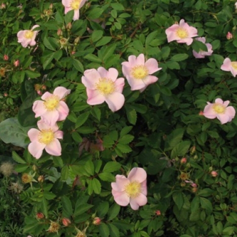 Роза виргинская (Rosa virginiana)