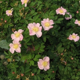 Роза виргинская "Virginiana"