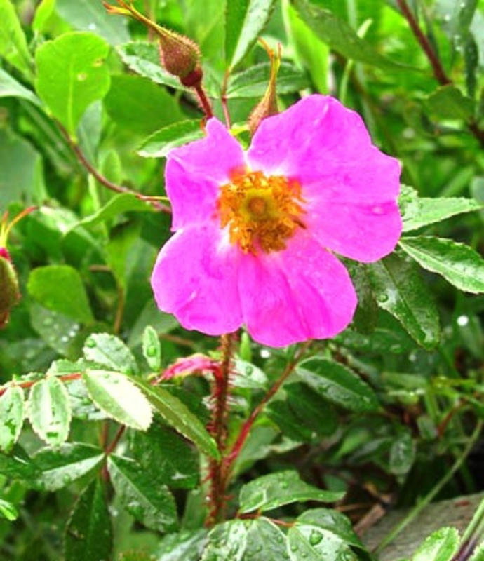 Роза блестящая (Rosa nitida)
