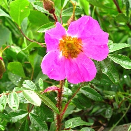 Роза блестящая (Rosa nitida)