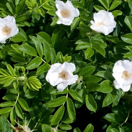 Роза ругоза Альба (Rosa rugosa 'Alba')