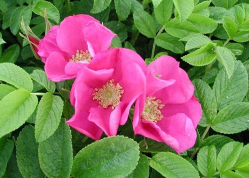 Роза ругоза Рубра (Rosa rugosa 'Rubra')